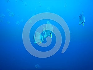 Deepblue swim away fish