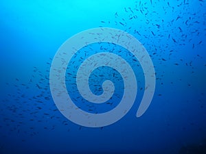 Deepblue thounsand fish