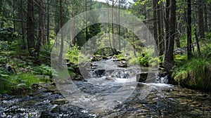 Deeper into the forest a small creek weaves through the trees leading to a hydroelectric power station that utilizes the