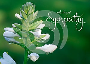 With deepest sympathy banner with nature