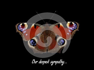 Deepest sympathy card, butterfly peacock eye isolated on black background with text Our Deepest Sympathy