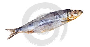 Deepfrozen Atlantic herring isolated on white photo