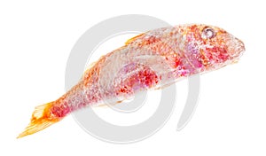 Deepfrozen red mullet fish isolated on white