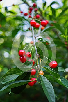 Deeply colored red cherries hanging from the branch