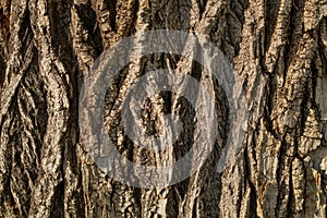 Deeply cracked bark of an old poplar of gray and brown shades