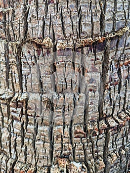 Deeply Cracked and Fissured Bark on Old Tree