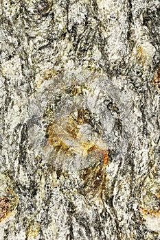 Deeply Fissured Rock with Garnets