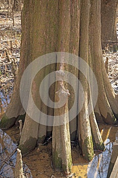 Deeply Furrowed Trunk of a Bald Cypress Tree