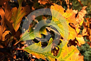 Profondamente sul un arancia autunno foglie da Quercia un albero latino nome nel pomeriggio alba 