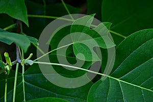 Deeply lobed young leaf of Chinese tulip poplar tree, also called Chinese tulip tree or Chinese whitewood