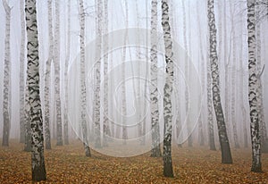 Deeply mist in autumn birch forest