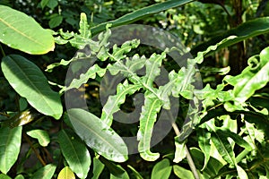 Deeply pinnatifid leaf of `Alocasia Portei` plant