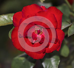 A deeply red Tea Rose
