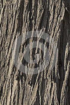 Deeply Textured Detail of Silky Oak Tree Bark