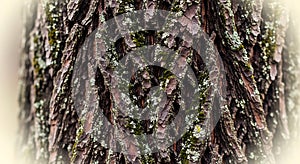 Deeply textured tree bark covered in moss and lichen