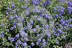 Deeply toothed leaves and spikes of bright blue flowers of Austrian speedwell