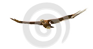 Deepsea eagle floating on white background