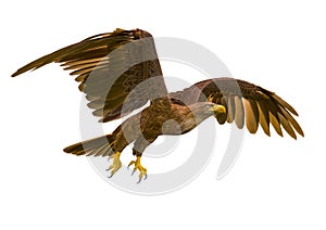 Deepsea eagle flying on white background