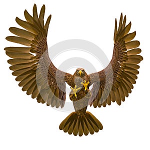 Deepsea eagle hunting on white background bottom view photo