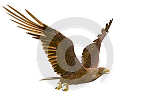 Deepsea eagle hunting on white background with photo