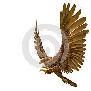 Deepsea eagle hunting on white background side view