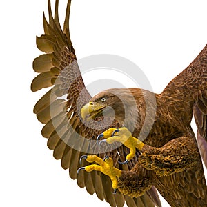 Deepsea eagle hunting on white background side view close up photo
