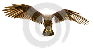 Deepsea eagle landing on white background