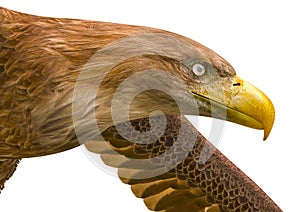 Deepsea eagle looking down on white background close up photo