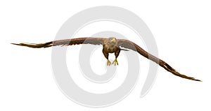 Deepsea eagle on white background