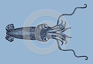 Deepsea squid, bathyteuthis abyssicola distributed in all oceans of the world in top view photo
