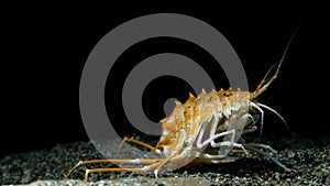 Deepwater amphipod of Baikal Lake