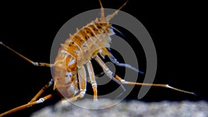 Deepwater amphipod of Baikal Lake