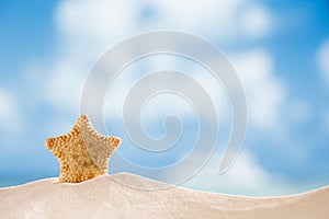 Deepwater rare starfish with ocean, beach and seascape