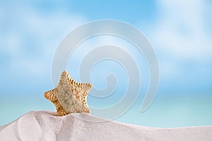 Deepwater rare starfish with ocean , beach and seascape