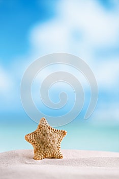 Deepwater rare starfish with ocean , beach and seascape