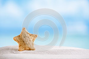 Deepwater rare starfish with ocean , beach and seascape