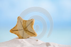 Deepwater rare starfish with ocean , beach and seascape