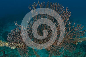 Deepwater Sea Fan