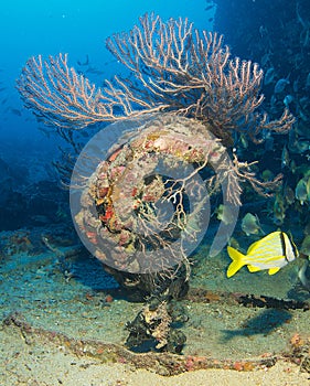 Deepwater Sea Fan