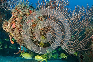 Deepwater Sea Fan