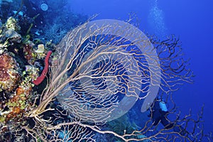 Deepwater Sea Fan