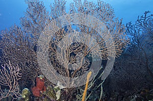 Deepwater Sea Fan