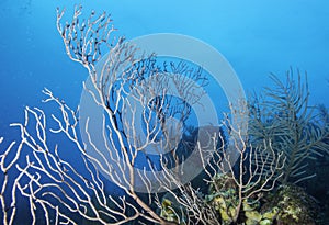 Deepwater Sea Fan photo