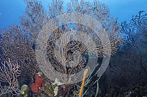 Deepwater Sea Fan photo