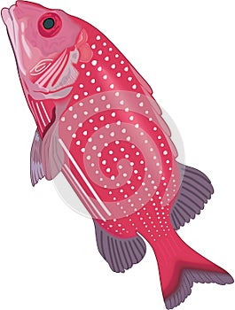 Deepwater Squirrelfish Illustration