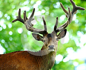 Deer photo