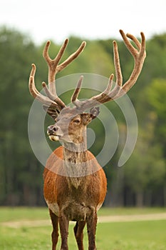 Deer