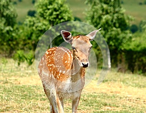 Deer