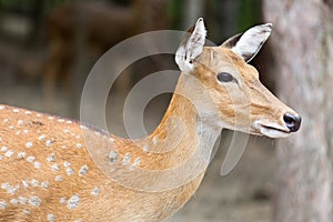 Deer