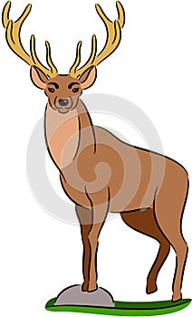 Deer